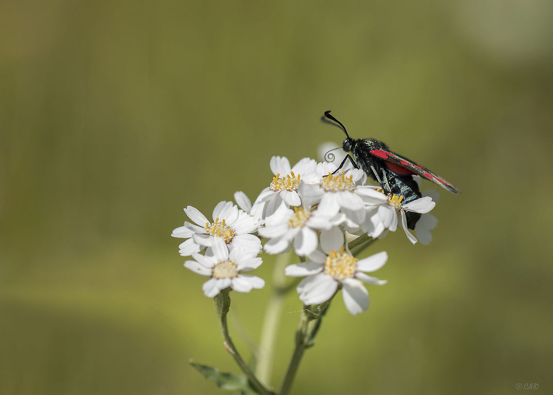 St Jansvlinder - Six-Spot Burnet Moth - Zygaena filipendulae This is the commonest of Britain's day-flying Burnet moths, and is found throughout Britain, with a coastal bias in the North. Occupying meadows, woodland clearings and sea-cliffs, it flies from June to August. <br />
The larvae feed mainly on bird's-foot trefoil (Lotus corniculatus).  Geotagged,Netherlands,Six-spot burnet,Summer,Zygaena filipendulae