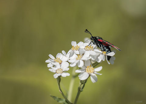 St Jansvlinder - Six-Spot Burnet Moth - Zygaena filipendulae This is the commonest of Britain's day-flying Burnet moths, and is found throughout Britain, with a coastal bias in the North. Occupying meadows, woodland clearings and sea-cliffs, it flies from June to August. 
The larvae feed mainly on bird's-foot trefoil (Lotus corniculatus).  Geotagged,Netherlands,Six-spot burnet,Summer,Zygaena filipendulae