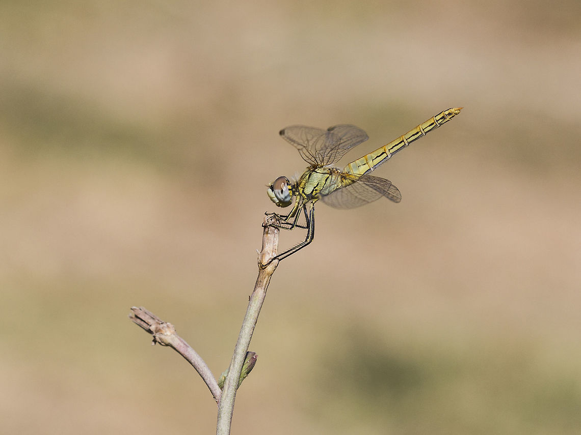Zwervende Heidelibel - Red-veined Darter - Nomad (Sympetrum fonscolombii) The red-veined darter or nomad (Sympetrum fonscolombii) is a dragonfly of the genus Sympetrum. It is a widespread and common species in much of central and southern Europe including most Mediterranean islands. This one I photographed om Rhodos, Greece. Libellulidae,Sympetrum fonscolombii,red veined darter,red-veined darter
