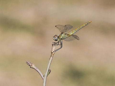 Zwervende Heidelibel - Red-veined Darter - Nomad (Sympetrum fonscolombii) The red-veined darter or nomad (Sympetrum fonscolombii) is a dragonfly of the genus Sympetrum. It is a widespread and common species in much of central and southern Europe including most Mediterranean islands. This one I photographed om Rhodos, Greece. Libellulidae,Sympetrum fonscolombii,red veined darter,red-veined darter