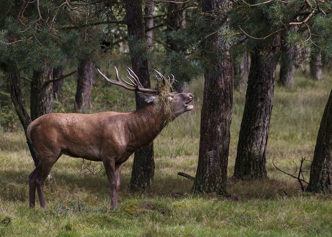 Belling red deer Edelhert - Red deer - Cervus elaphus hippelaphus. Living in Apeldoorn which is situated in a nature area called Veluwe, is a great prerogative regarding wildlife. Many red deer, roe deer, fallow dear, wild boar and foxes live in the forest. With luck, and some knowledge of the area, you may encounter them when walking those forests. They are the largest species of deer. Late summer, early autumn the mating seasons begins, and the belling is an impressive part of it. A strong harrowing sound which carries for miles.  Cervus elaphus,Geotagged,Netherlands,Red deer,Summer,Veluwe,belling,big five