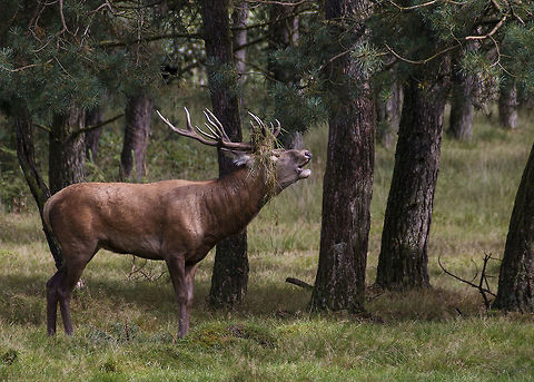 Belling red deer Edelhert - Red deer - Cervus elaphus hippelaphus. Living in Apeldoorn which is situated in a nature area called Veluwe, is a great prerogative regarding wildlife. Many red deer, roe deer, fallow dear, wild boar and foxes live in the forest. With luck, and some knowledge of the area, you may encounter them when walking those forests. They are the largest species of deer. Late summer, early autumn the mating seasons begins, and the belling is an impressive part of it. A strong harrowing sound which carries for miles.  Cervus elaphus,Geotagged,Netherlands,Red deer,Summer,Veluwe,belling,big five