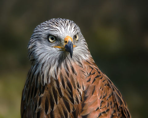 Red kite