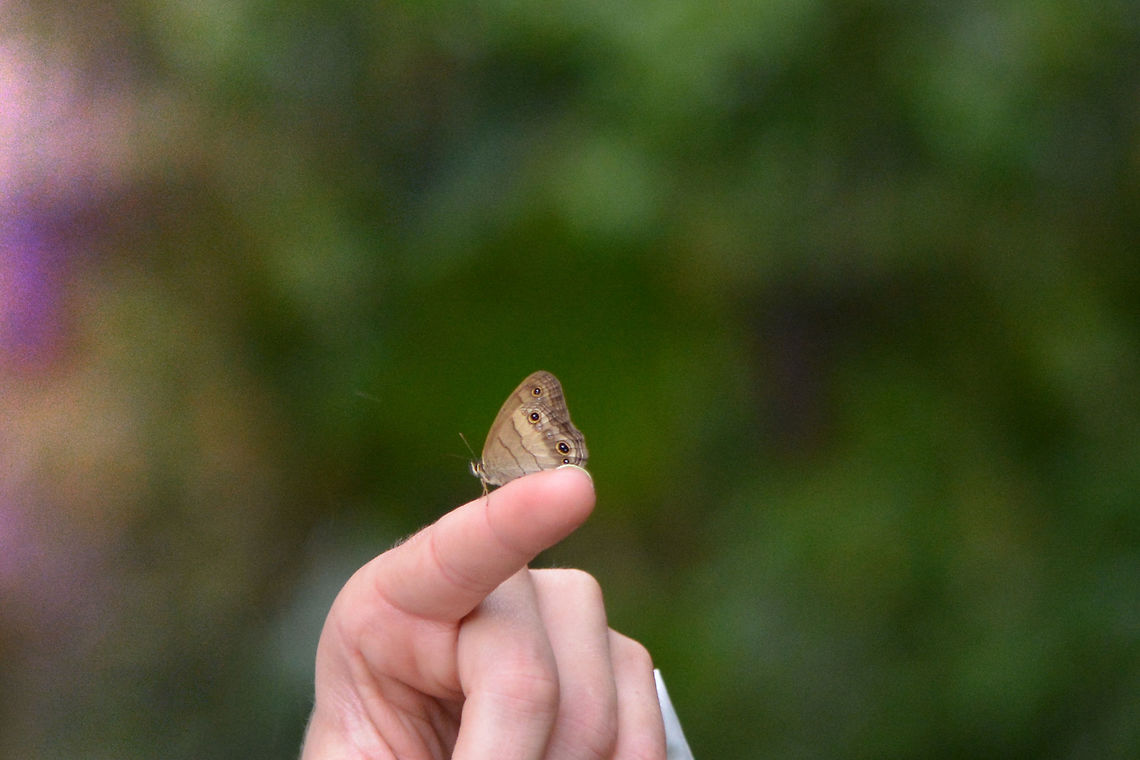Cissia spec. Any chance anyone could help me identify this Cissia?<br />
Photographed near Bogota, Colombia.<br />
I found a thread earlier on the website concerning another Cissia so I was really hoping someone could help me out with the appropriate literature..<br />
Thanks,<br />
Arno Butterfly,Cissia,Colombia