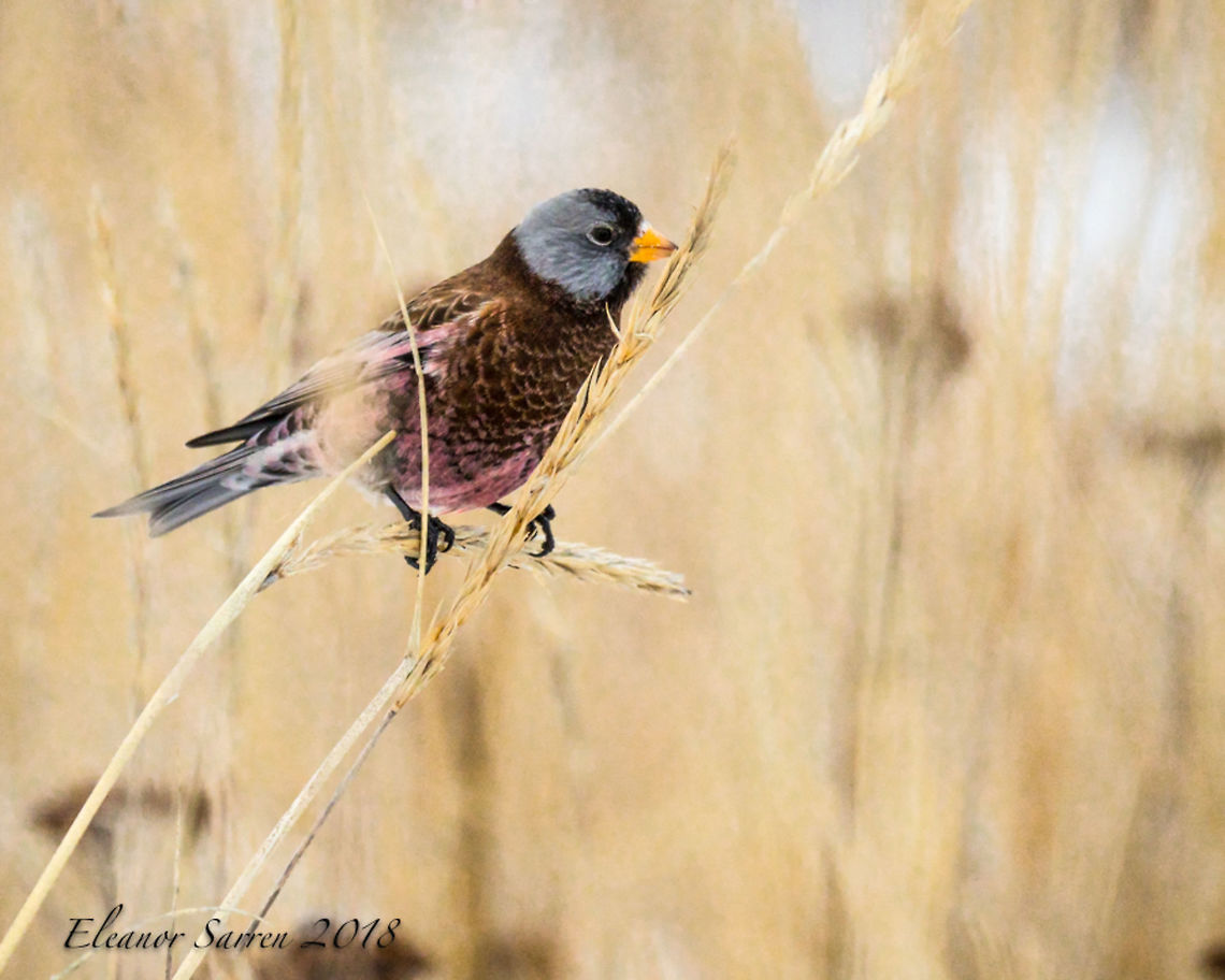 Gray-crowned Rosy-finch OMD-EM1 MKll Geotagged,Gray-crowned rosy finch,Leucosticte tephrocotis,United States,Winter