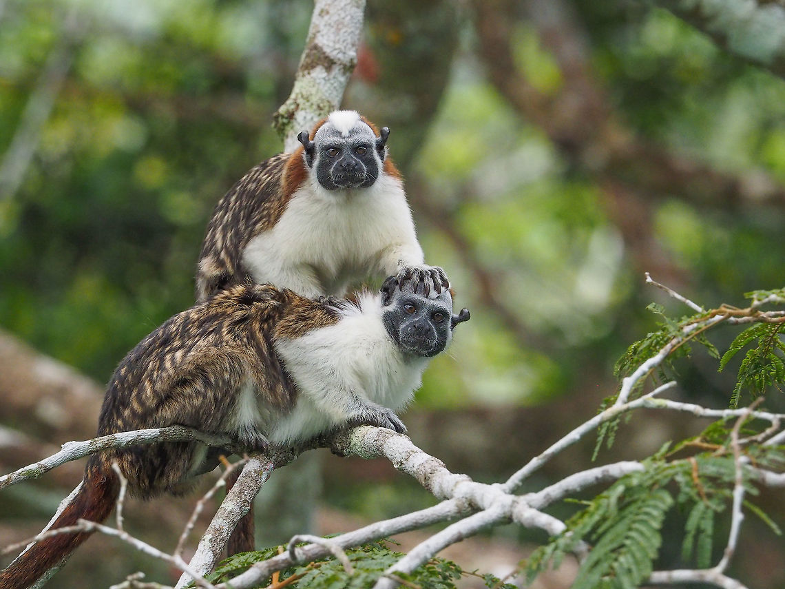 Geoffroys_Tamarin OMD-EM1 MKll Geoffroys tamarin,Saguinus geoffroyi