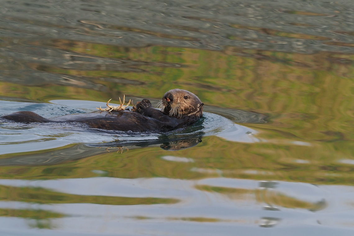Sea Otter with Dungeness crab The sea otter is a marine mammal native to many areas of Alaska. Otters in this area are typically seen eating Dungeness crabs, starfish, and clams. Alaska,Dungeness crab,Enhydra lutris,Sea otter,lutris,sea otter