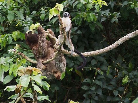 3-Toed Sloth and Tamarin Monkey The three-toed sloths are aboreal (tree dwelling) mammals from South and Central America. They go to the forest floor once a week to defecate so are usually spotted high up in the canopy on a favored tree for eating their preferred greens. They can be hard to spot! The coarse fur is often a greenish color due to algae growing on it. They certainly can "hang out" using those beautiful long claws.
They are the only members of the genus Bradypus and the family Bradypodidae. This might be the brown-throated sloth being seen in Panama. 3-toed sloth,Bradypus variegatus,Brown-throated sloth,Panama,Sloth