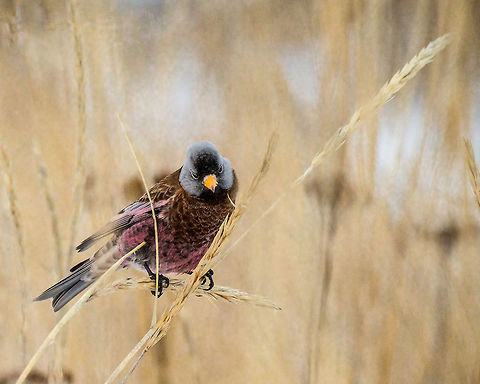 Gray-crowned Rosy Finch This lovely finch arrives in our winter months to Homer, Alaska in large flocks.
 Leucosticte tephrocotis Order: PASSERIFORMES Family: FRINGILLIDAE
I believe this finch from Homer, Alaska is a "Hepburn&rsquo;s Rosy-Finch" having less pink on the wings and flanks. Alaska,Gray-crowned rosy finch,Leucosticte tephrocotis,finch