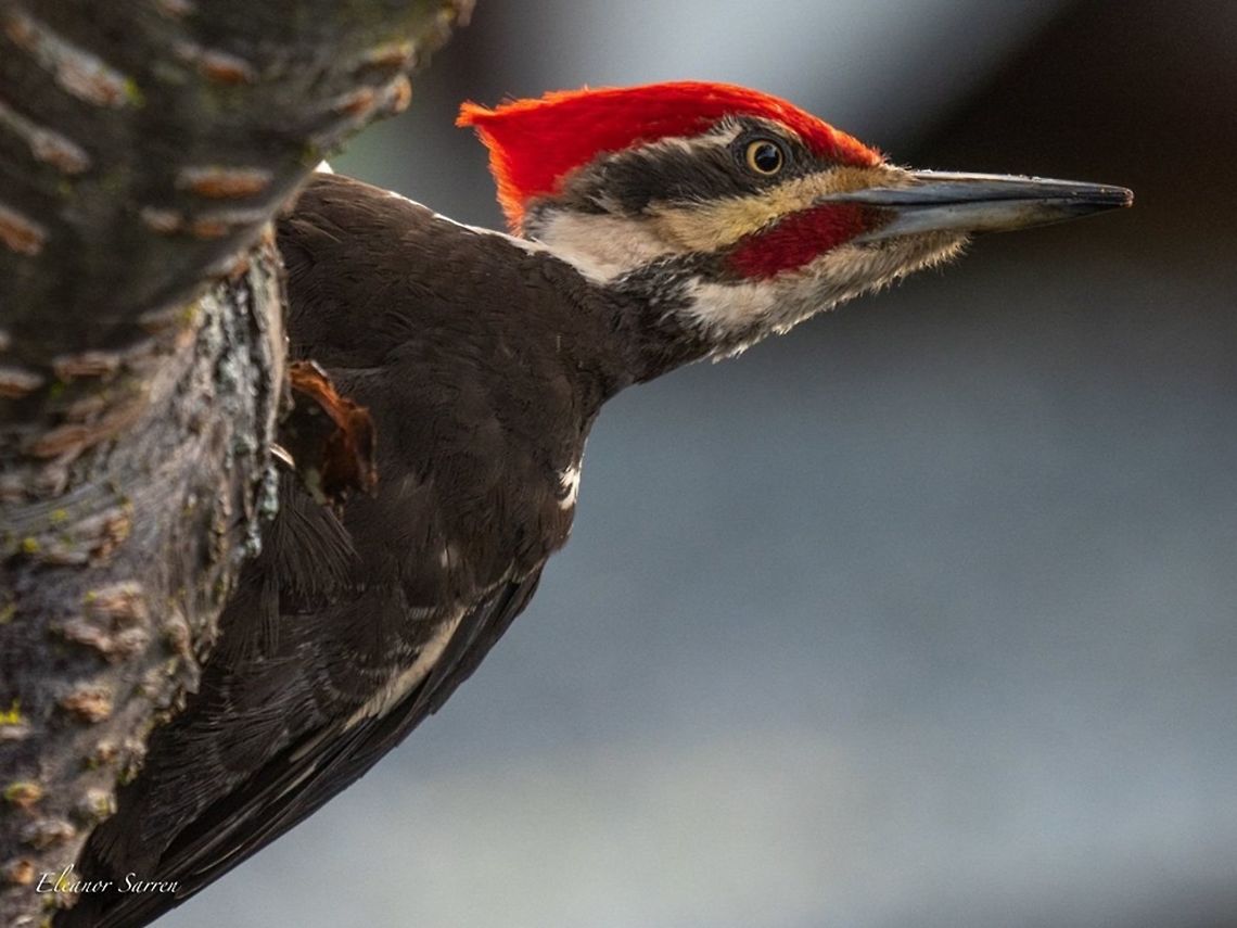 Pileated Woodpecker Whidbey Island, WA May 2019 Dryocopus pileatus,Pileated Woodpecker