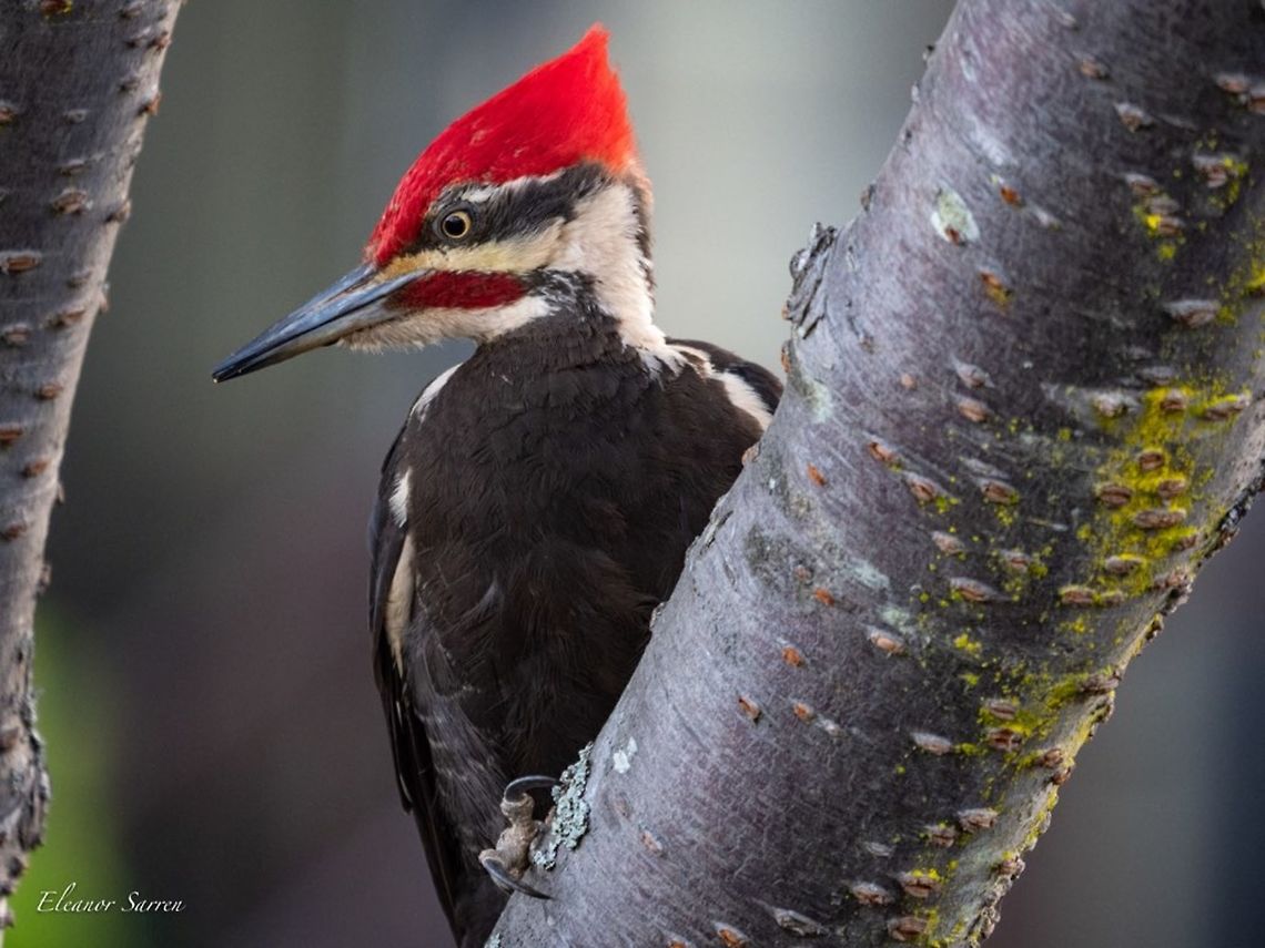 Pileated Woodpecker This woodpecker was perched on a cherry tree in Oak Harbor, Washington. Dryocopus pileatus,Geotagged,Pileated Woodpecker,United States,Woodpecker