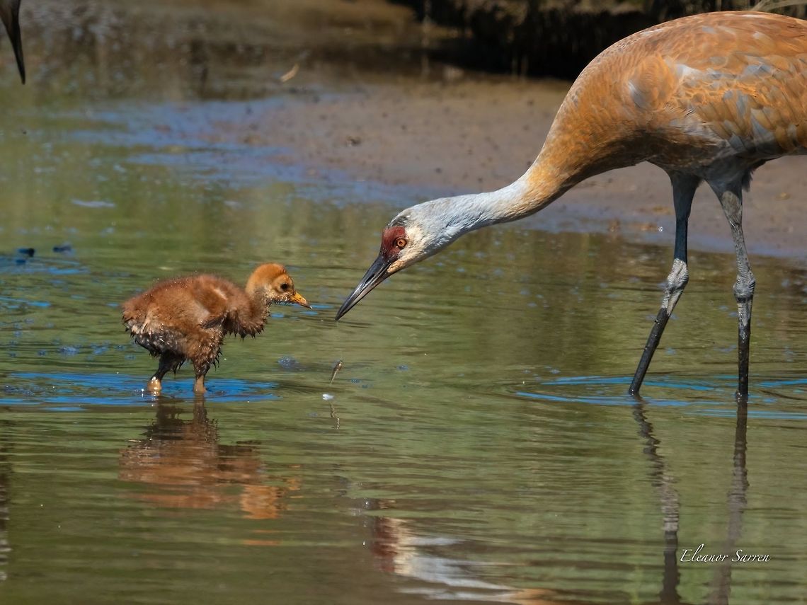 Sandhill Crane A Sandhill Crane parent feeding her colt a minnow. Beluga Slough-Homer Alaska June 2019 Antigone canadensis,Geotagged,Sandhill Crane,United States,cranes,cranes and colts,sandhill cranes