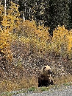 Brown Bear We saw this bear crossing a road in the Yukon in October 2018. Bear,Brown Bear,Canada,Fall,Geotagged,Grizzly bears,Ursus arctos,Yukon