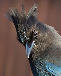 Stellar Jay A pair of Jays are daily visitors to our log home in Homer, Alaska. They love peanuts, and are not shy about it! Cyanocitta stelleri,Geotagged,Jay,Stellar Jay,Stellers jay,United States