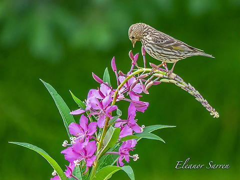 Pine Siskin The Pine Siskin is bending a stem of blossoming fireweed. Homer, Alaska Fireweed,Geotagged,Pine siskin,Spinus pinus,United States