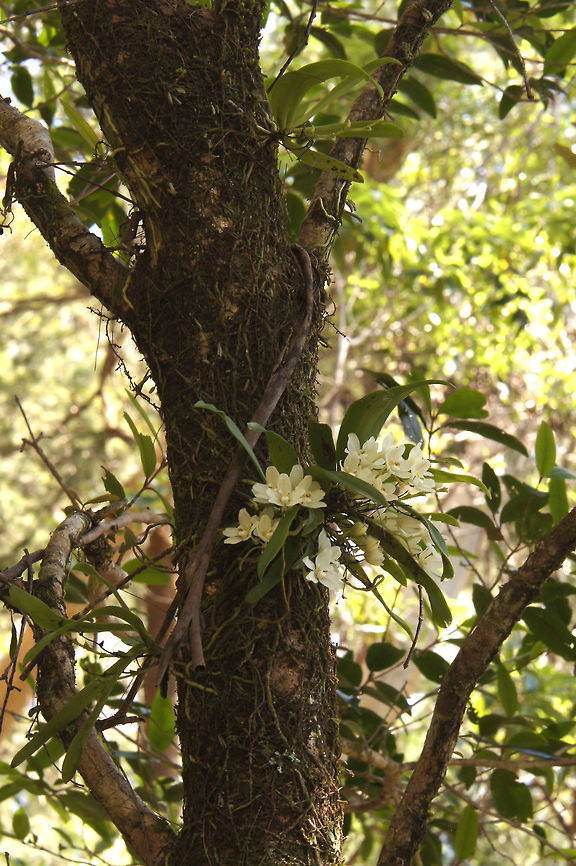 Sarcochilus falcatus, Orchidaceae - plant in situ Sarcochilus falcatus was photographed at Springbrook, south-east Queensland at the end of August [early Spring] in 2013. This plant was growing in the shade in subtropical rain forest about 3-4 m above the ground. The flowers are white even though the ones on the shady side may look to be cream-coloured or yellowish. I am not a good tree climber so the flowers were not accessible for a close-up.<br />
 <br />
There are three other plants in the view, which have already finished blooming. The racemes become black when dry. This image was taken from the side of a slope so that this view was near eye-level.<br />
 Australia,Geotagged,Orange blossom orchid,Orchidaceae,Winter,falcatus