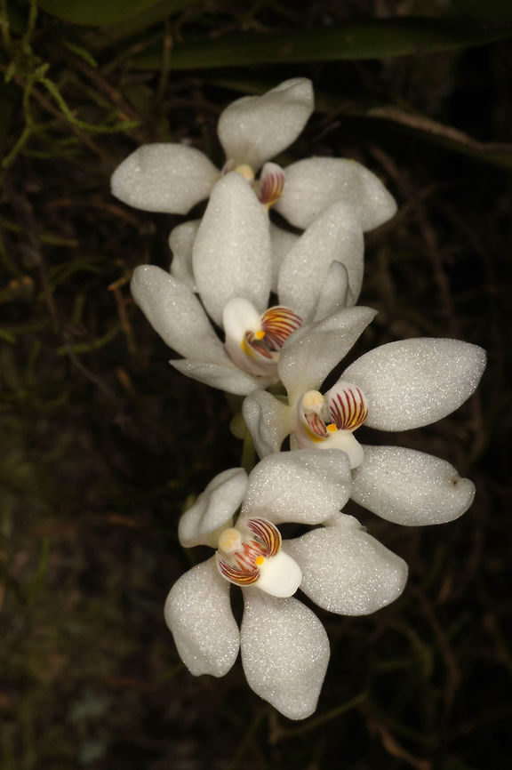 Sarcochilus falcatus, Orhidaceae - flowers in situ Sarcochilus falcatus was photographed at Springbrook, south-east Queensland at the end of August [early Spring] in 2013. This plant was growing just above head height, so just accessible for a close-up image.<br />
<br />
The plant is growing on the side of a tree in shade in subtropical rain forest at around 770 m altitude. The flowers are 2 cm across and they have a delightful perfume during the day. The common name orange blossom orchid is likely to be for the white flowers and the scent which is pleasant mixture of hyacinth, frangipani, vanilla custard and candy. Australia,Geotagged,Orange blossom orchid,Orchidaceae,Winter,falcatus