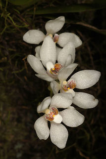 Sarcochilus falcatus, Orhidaceae - flowers in situ Sarcochilus falcatus was photographed at Springbrook, south-east Queensland at the end of August [early Spring] in 2013. This plant was growing just above head height, so just accessible for a close-up image.

The plant is growing on the side of a tree in shade in subtropical rain forest at around 770 m altitude. The flowers are 2 cm across and they have a delightful perfume during the day. The common name orange blossom orchid is likely to be for the white flowers and the scent which is pleasant mixture of hyacinth, frangipani, vanilla custard and candy. Australia,Geotagged,Orange blossom orchid,Orchidaceae,Winter,falcatus