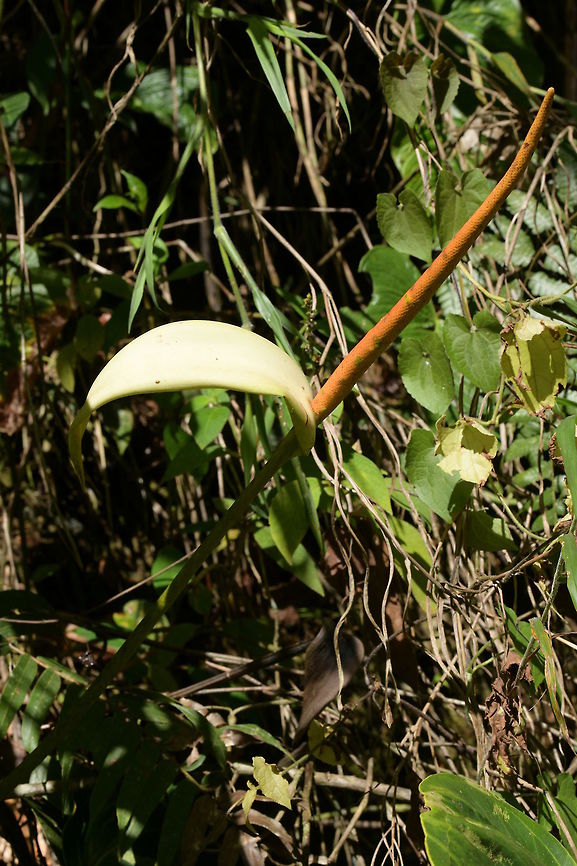 Anthurium ochranthum, Araceae Anthurium ochranthum was photographed in the early  morning on the upward trail close to Montezuma Rain Forest lodge in Parque Nacional Tatama, Colombia. The elevation is close to 1,370 m and the habitat is cloud forest, so the area is usually wet for most of the year. There are less rainy days during the drier season.<br />
<br />
This species has a proportionately very long spadix. Anthurium ochranthum,Araceae,Colombia,Fall,Geotagged