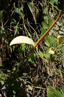 Anthurium ochranthum, Araceae Anthurium ochranthum was photographed in the early  morning on the upward trail close to Montezuma Rain Forest lodge in Parque Nacional Tatama, Colombia. The elevation is close to 1,370 m and the habitat is cloud forest, so the area is usually wet for most of the year. There are less rainy days during the drier season.

This species has a proportionately very long spadix. Anthurium ochranthum,Araceae,Colombia,Fall,Geotagged