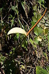 Anthurium ochranthum, Araceae Anthurium ochranthum was photographed in the early  morning on the upward trail close to Montezuma Rain Forest lodge in Parque Nacional Tatama, Colombia. The elevation is close to 1,370 m and the habitat is cloud forest, so the area is usually wet for most of the year. There are less rainy days during the drier season.<br />
<br />
This species has a proportionately very long spadix. Anthurium ochranthum,Araceae,Colombia,Fall,Geotagged