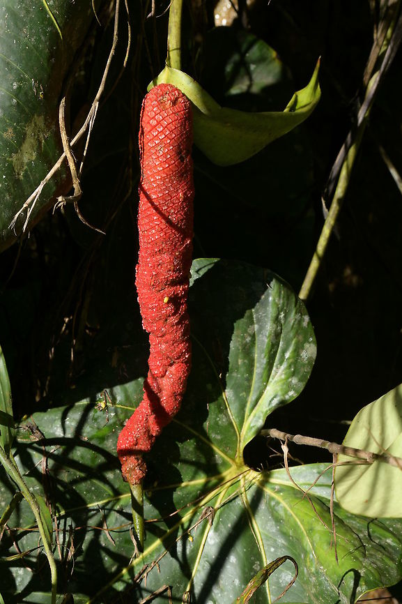Anthurium ochranthum, Araceae Anthurium ochranthum in seed, on the same plant as<br />
<figure class="photo"><a href="https://www.jungledragon.com/image/73051/anthurium_ochranthum_araceae.html" title="Anthurium ochranthum, Araceae"><img src="https://s3.amazonaws.com/media.jungledragon.com/images/3510/73051_thumb.JPG?AWSAccessKeyId=05GMT0V3GWVNE7GGM1R2&Expires=1770854410&Signature=8BOOw%2FKuBB1BthYTfE6Py0v5QsM%3D" width="102" height="152" alt="Anthurium ochranthum, Araceae Anthurium ochranthum was photographed in the early  morning on the upward trail close to Montezuma Rain Forest lodge in Parque Nacional Tatama, Colombia. The elevation is close to 1,370 m and the habitat is cloud forest, so the area is usually wet for most of the year. There are less rainy days during the drier season.<br />
<br />
This species has a proportionately very long spadix. Anthurium ochranthum,Araceae,Colombia,Fall,Geotagged" /></a></figure><br />
Part of the leaf of this species is shown. Anthurium ochranthum,Araceae,Colombia,Fall,Geotagged