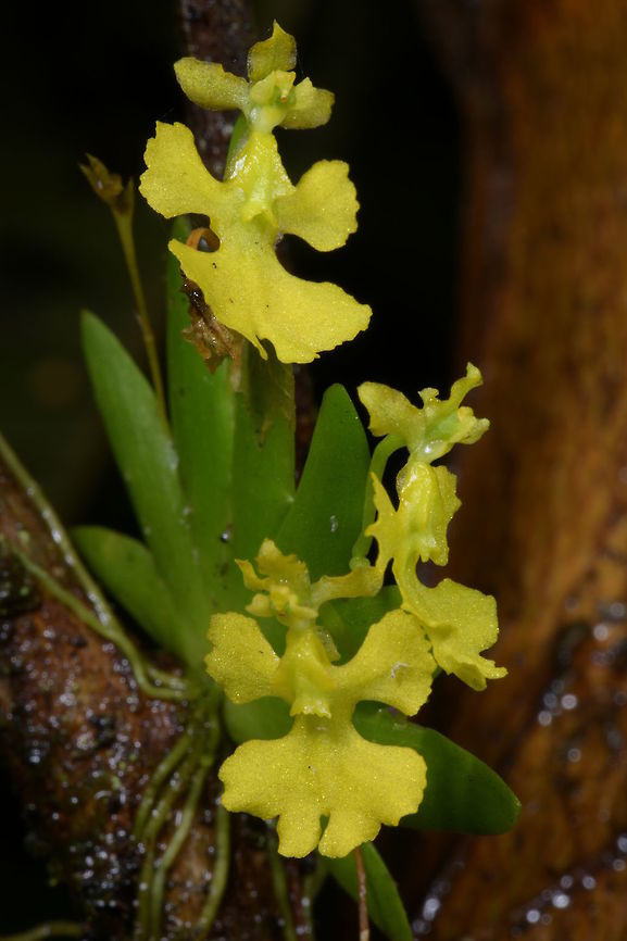 Psygmorchis pumilio, Orchidaceae Psygmorchis pumilio [also known as Erycina pumilio] is a miniature fan-shaped plant with inflorescence producing a series of single flowers that last for about 3 weeks. This was photographed growing on a guava tree at around 1,360 m altitude in a cloud forest habitat. The habitat is always humid and frequently wet, often experiencing afternoon rain.<br />
<br />
This species is very widespread from SE Mexico to Panama, into many parts of northern South America that include Suriname, Venezuela, Colombia, Ecuador, Peru and Brazil. Colombia,Erycina pumilio,Fall,Geotagged,Orchidaceae