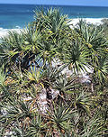 Pandanus tectorius, Pandanaceae A large female tree of Pandanus tectorius growing by the Pacific Ocean on the Sunshine Coast, laden with fruit.<br />
<br />
This is commonly known as Pandanus in Australia, but is distributed in Malesia and the Pacific Islands. Australia,Geotagged,Pandanus tectorius,Summer,Thatch Screwpine