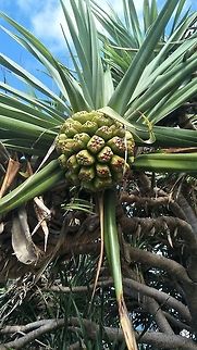 Pandanus tectorius, Pandanaceae - fruit Green immature fruit of Pandanus tectorius which turns deep yellow, orange or red when mature. Aborigines have eaten the fruit.

This fruit is growing on 
https://www.jungledragon.com/image/73329/pandanus_tectorius.html
 Australia,Geotagged,Pandanus tectorius,Summer,Thatch Screwpine