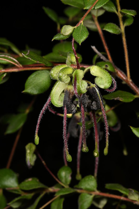 Grevillea mucronulata, Proteaceae Sometimes known as the Green Grevillea, Grevillea mucronulata produces these clusters of pendent flowers which have a green perianth with long purple hairy style tipped with green. The perianth darkens and becomes black with age. Australia,Geotagged,Green spider flower,Proteaceae,Winter,mucronulata