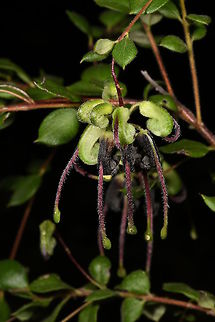 Grevillea mucronulata, Proteaceae Sometimes known as the Green Grevillea, Grevillea mucronulata produces these clusters of pendent flowers which have a green perianth with long purple hairy style tipped with green. The perianth darkens and becomes black with age. Australia,Geotagged,Green spider flower,Proteaceae,Winter,mucronulata