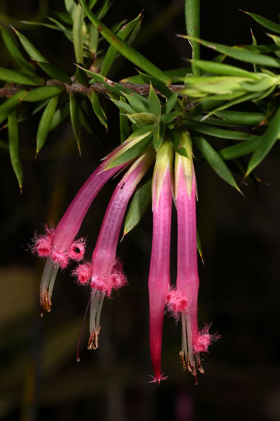 Styphelia triflora, Ericaceae A common name for Styphelia triflora is the Pink Five Corners. The bushy shrub produces these clusters of hanging flowers that are 15-20 mm long. Australia,Ericaceae,Geotagged,Pink Five-Corners,Styphelia triflora,Winter