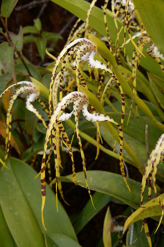 Maxillaria speciosa, Orchidaceae Photographed near Montezuma Rain Forest lodge on the road up the mountain at around 2,500 m altitude. This is a cloud forest habitat where it is wet buoyant and cool. Plants can grow into large clumps, carrying 30-40 spidery flowers that have a pleasant fragrance, similar to frangipani.<br />
<br />
See also<br />
<a href="https://www.jungledragon.com/specie/13930/maxillaria_speciosa_maxillaria_speciosa.html" rel="nofollow">https://www.jungledragon.com/specie/13930/maxillaria_speciosa_maxillaria_speciosa.html</a><br />
 Colombia,Fall,Geotagged,Maxillaria speciosa,Montezuma Rainforest