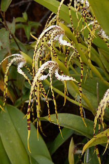 Maxillaria speciosa, Orchidaceae Photographed near Montezuma Rain Forest lodge on the road up the mountain at around 2,500 m altitude. This is a cloud forest habitat where it is wet buoyant and cool. Plants can grow into large clumps, carrying 30-40 spidery flowers that have a pleasant fragrance, similar to frangipani.

See also
https://www.jungledragon.com/specie/13930/maxillaria_speciosa_maxillaria_speciosa.html
 Colombia,Fall,Geotagged,Maxillaria speciosa,Montezuma Rainforest