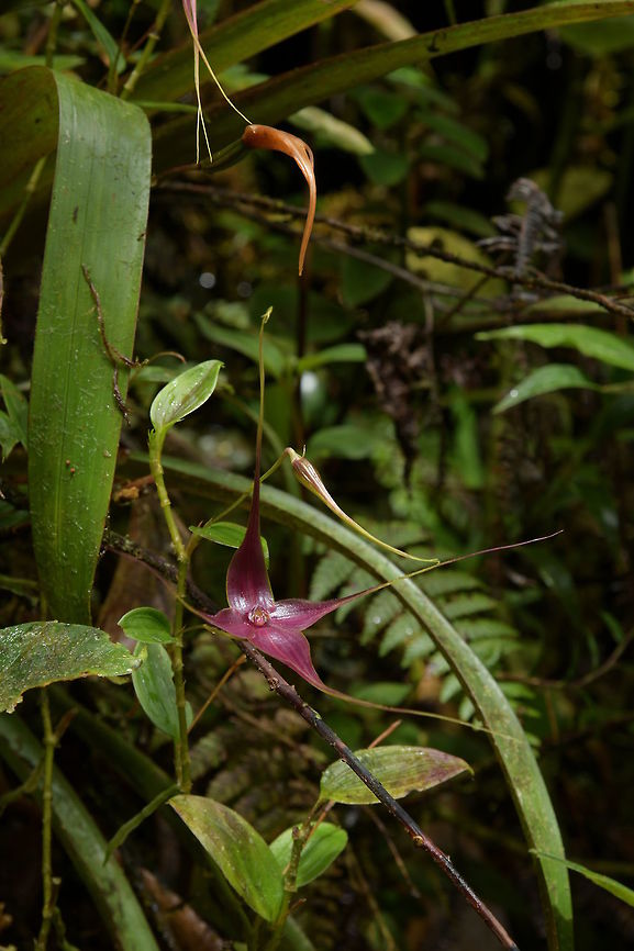 Brachionidium imperiale, Orchidaceae This imressive pleurothallid has a massive flower that is 11.5 cm high and 12 cm across when measured across the tips of the tails. The blooom is non-resupinate with the synsepal (joined lateral seapls) uppermost above the labellum and column.<br />
<br />
Brachionidium imperiale is growing on the ground with long upright 2-5 cm distance between ramicauls (pleurothallid stems). Each ramicaul bears a small single leaf and eventually an elongated bud from near the apex as seen here. After pollination the seed capsule forms behind the flower, as shown in the upper part of this image.<br />
<br />
The could forest habitat of Montezuma Rain Forest lodge at around 2,500 m elevation in Tatam&aacute; National Park is wet, cool, humid and buoyant.  Brachionidium imperiale,Colombia,Fall,Geotagged,Imperial Brachionidium,Montezuma