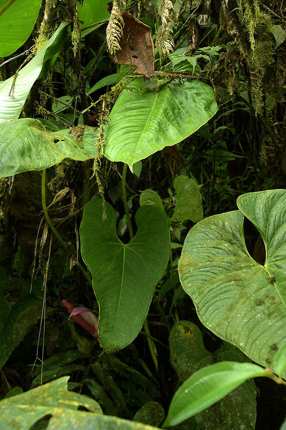 Anthurium formosum, Araceae - plant The leaf in the centre is a new leaf and the veins will become more prominent with maturity. The flower with its violet-pink-backed white spathe and violet-pink spadix is just visible.<br />
<br />
Anthurium formosum is distributed from Costa Rica, Panama and Colombia. This plant was photographed on the trail at Montezuma Rain Forest lodge, Tatam&aacute; National Park at around 2,500 m elevation. The habitat is wet and cool. Anthurium formosum,Colombia,Fall,Geotagged,Montezuma