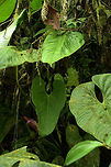 Anthurium formosum, Araceae - plant The leaf in the centre is a new leaf and the veins will become more prominent with maturity. The flower with its violet-pink-backed white spathe and violet-pink spadix is just visible.<br />
<br />
Anthurium formosum is distributed from Costa Rica, Panama and Colombia. This plant was photographed on the trail at Montezuma Rain Forest lodge, Tatamá National Park at around 2,500 m elevation. The habitat is wet and cool. Anthurium formosum,Colombia,Fall,Geotagged,Montezuma