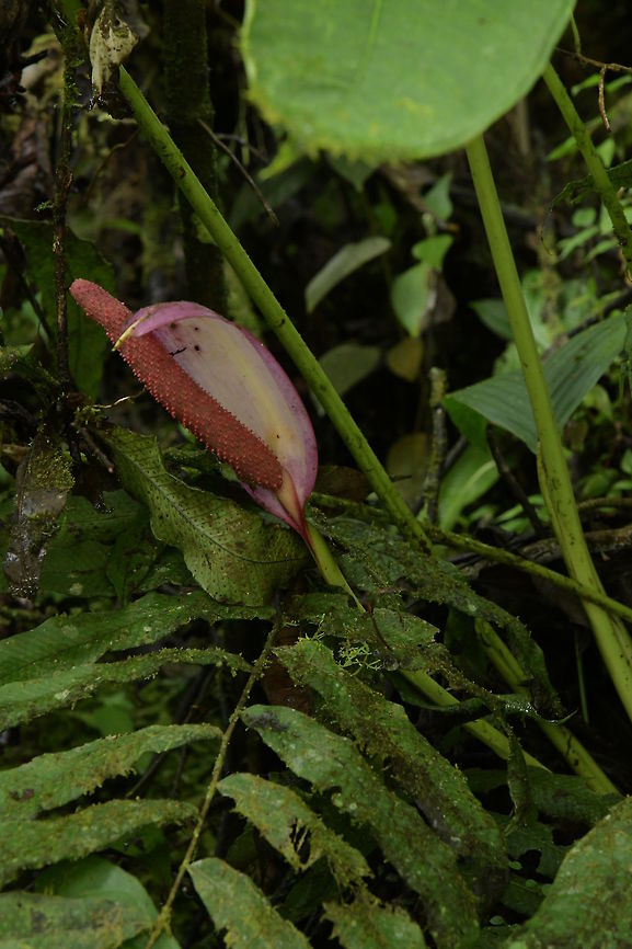 Anthurium formosum, Araceae - flower Same flower as <figure class="photo"><a href="https://www.jungledragon.com/image/73927/anthurium_formosum_araceae_-_plant.html" title="Anthurium formosum, Araceae - plant"><img src="https://s3.amazonaws.com/media.jungledragon.com/images/3510/73927_thumb.JPG?AWSAccessKeyId=05GMT0V3GWVNE7GGM1R2&Expires=1770854410&Signature=MZA5EHU4qeigg%2BVUBdIHbfcp2U8%3D" width="102" height="152" alt="Anthurium formosum, Araceae - plant The leaf in the centre is a new leaf and the veins will become more prominent with maturity. The flower with its violet-pink-backed white spathe and violet-pink spadix is just visible.<br />
<br />
Anthurium formosum is distributed from Costa Rica, Panama and Colombia. This plant was photographed on the trail at Montezuma Rain Forest lodge, Tatam&aacute; National Park at around 2,500 m elevation. The habitat is wet and cool. Anthurium formosum,Colombia,Fall,Geotagged,Montezuma" /></a></figure> Anthurium formosum,Colombia,Fall,Geotagged,Montezuma