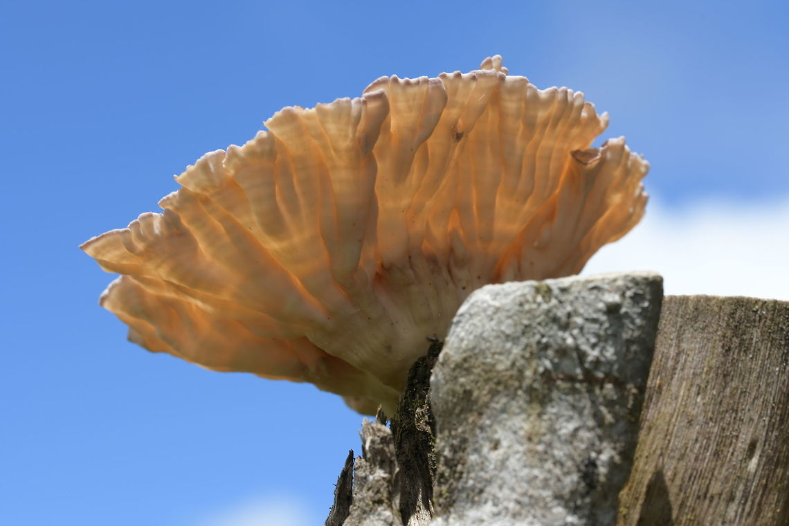 Cymatoderma caperatum, Meruliaceae Photographed growing in full sun on a fence post along the trail at Alto de la Linea, Colombia. Altitude is about 2,000 m elevation. The surrounding area is cloud forest interspersed with livestock farms. Colombia,Cymatoderma caperatum,Fall,Geotagged