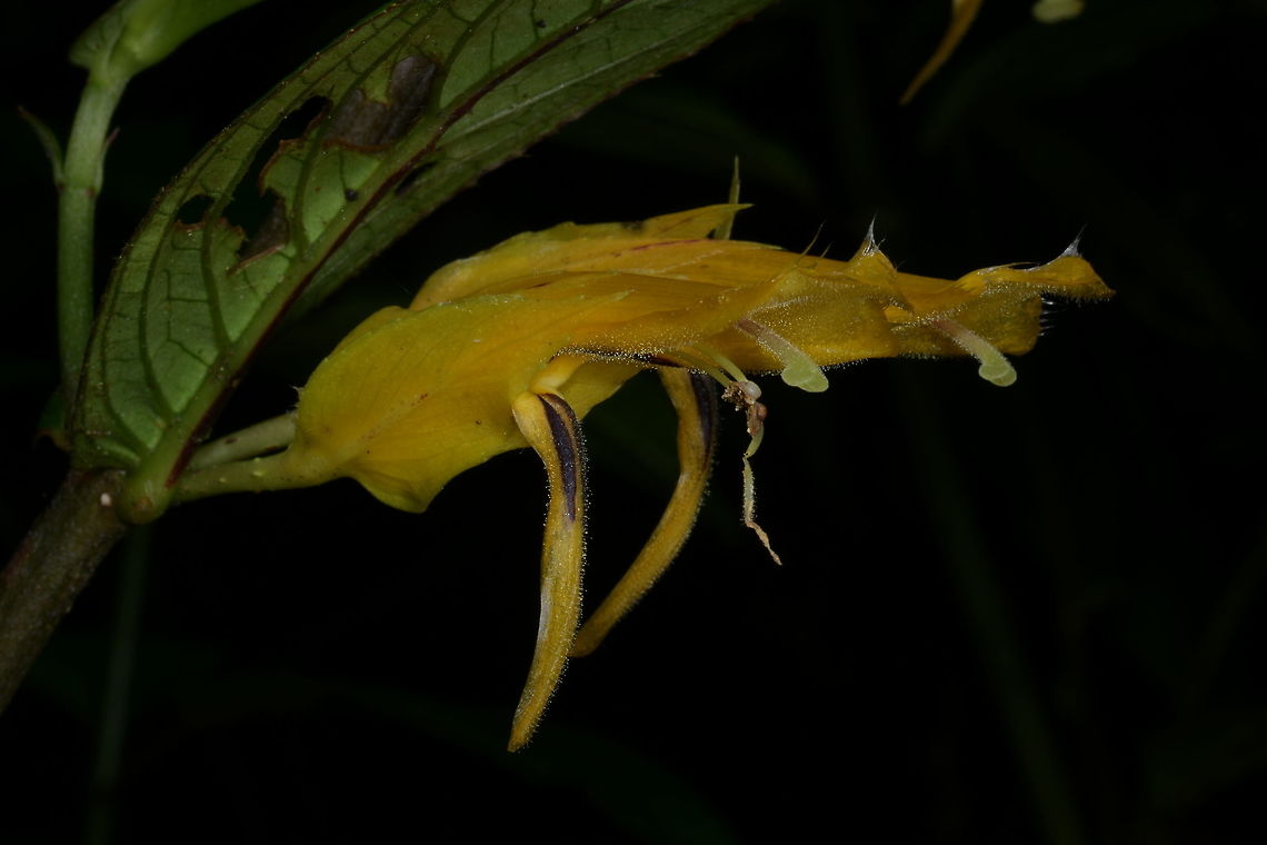 Columnea ericae, Gesneriaceae Photographed at Montezuma Rain Forest lodge in Tatam&aacute; National Park at around 1,360 m altitude. The underside of the leaf is often tipped red-maroon, or may sometimes be completely red.-maroon. Colombia,Columnea ericae,Fall,Geotagged,Gesneriaceae,Montezuma
