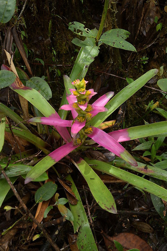 Guzmania kressii, Bromeliaceae The attractive green with yellow and deep pink colour combination caught my eye. Photographed near El Queremal at around 1,830 m altitude in wet rain forest. Bromeliaceae,Bromeliad,Colombia,Fall,Geotagged,Guzmania kressii