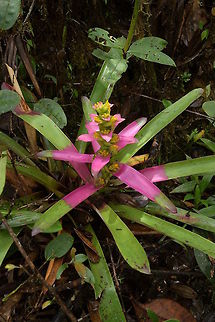 Guzmania kressii, Bromeliaceae The attractive green with yellow and deep pink colour combination caught my eye. Photographed near El Queremal at around 1,830 m altitude in wet rain forest. Bromeliaceae,Bromeliad,Colombia,Fall,Geotagged,Guzmania kressii