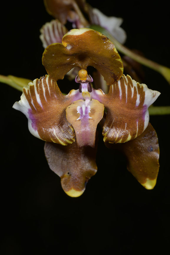 Cyrtochilum mendax, Orchidaceae Photographed on the roadside between Viterbo and Jardin, Colombia in forest at around 2,900 m elevation. Colombia,Cyrtochilum mendax,Fall,Geotagged