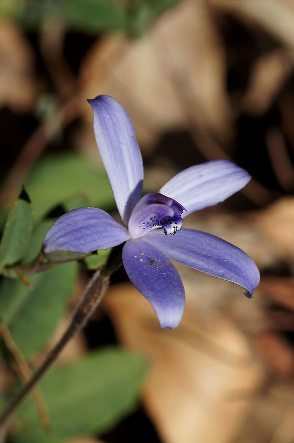 Cyanicula sericea, Orchidaceae Orchids with blue flowers are rare in the orchid family. Australia has several terrestrial genera which can have flowers with this rare colour. These include Thelymitra and Cyanicula.<br />
<br />
Cyanicula sericea is a common species that grows in the high rainfall areas between Esperance and Jurien Bay, south-west Western Australia. It grows in a variety of habitats that include eucalypt forests, coastal Banksia woodland and granite outcrops.<br />
<br />
Plants are usually found growing exposed to bright light. The plant produces a single soft silky-hairy leaf from an underground tuber and the upright inflorescence can bear up to 3 (rarely 4) flowers. Its flowers face the sky. I have only ever seen them with a single flower. Variable in colour, the blooms may be blue to violet or rarely white.<br />
<br />
This species was first described as Caladenia sericea. With the help of molecular studies, Stephen Hopper and Andrew Brown separated into its own genus Cyanicula [comprising 11 species] in 2000.<br />
<br />
Cyanicula species are similar to Thelymitra in that they are usually temperature sensitive, requiring warm weather to open. The flowers tend to partially close during cool, cloudy weather - unlike other Caladenia.<br />
<br />
The World Checklist of Selected Plant Families recognised Cyanicula for several years before reverting back to including Cyanicula as a synonym of Caladenia.<br />
<br />
I prefer to recognise Cyanicula as distinct.<br />
<br />
Reference: Brown, A., Dixon, K., French C. &amp; G. Brockman. (2013) Field Guide to the Orchids of Western Australia. Simon Nevill Publications, York, Western Australia. Australia,Geotagged,Silky blue orchid,Winter,sericea