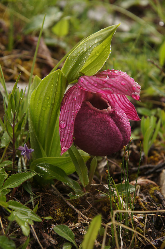 Cypripedium tibeticum, Orchidaceae One of the wonderful Cypripedium species from temperate climates is Cyp. tibeticum. This one was photographed near a village called Chuanzhusi, near Songpan, in Sichuan province, China in June 2012. The flower is 7 cm across.<br />
<br />
The area was at 3,600 m elevation and I would expect that it would be probably covered with snow in winter. Obviously Cyp. tibeticum could only be cultivated by growers in a temperate climate who could provide the vernalisation [cold period] required for success.  China,Cypripedium tibeticum,Geotagged,Spring,tibeticum