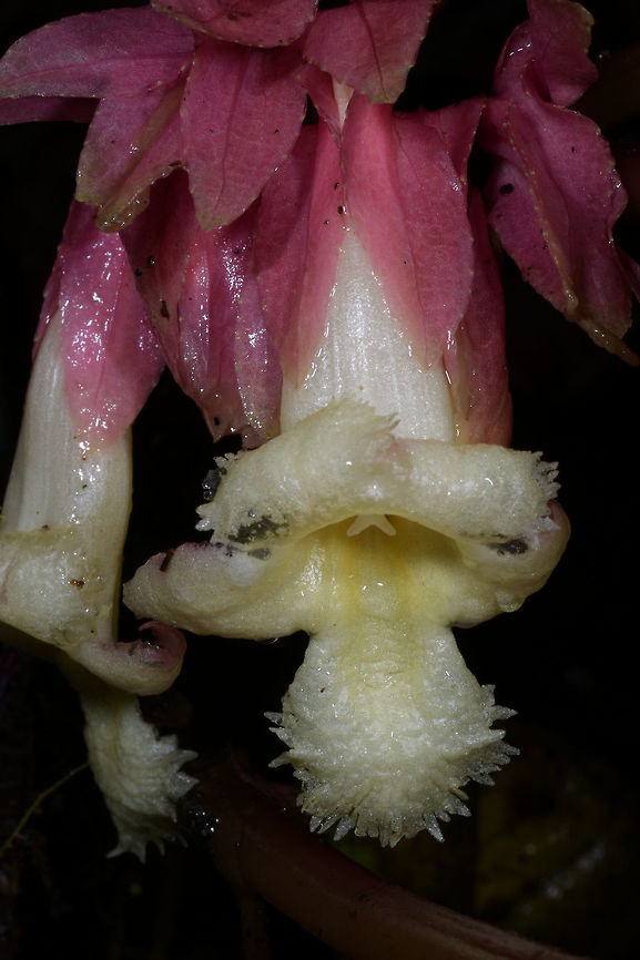 Drymonia turrialvae, Gesneriaceae Drymonia turrialvae [Gesneriaceae] was growing in deep shade close to Montezuma Rain Forest lodge, in Tatam&aacute; National Park, Colombia. It lives in a cloud forest habitat and the altitude was near 1,360 m elevation, so the area is wet and cool.<br />
<br />
I like the pink and white flower combination. The leaves of this plant have a beautiful white and dark green pattern on the upper surface. Its underside is purplish, so the plant can be attractive when not in bloom. Not all examples of this species seem to have the patterned leaf.<br />
<br />
This species was described based on a plant from Volc&aacute;n Turrialba, Costa Rica. As this introduction is from Colombia, the species could possibly also be found in Panama. Colombia,Drymonia turrialvae,Fall,Geotagged,Gesneriaceae,Montezuma