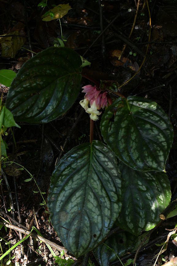 Drymonia turrialvae, Gesneriaceae Plant of Drymonia turrialvae growing close to Montezuma Rain Forest lodge, in Tatam&aacute; National Park, Colombia. The plant was in heavy shade in a wet and cool cloud forest environment near 1,360 m altitude.<br />
<br />
Flower close up is <figure class="photo"><a href="https://www.jungledragon.com/image/74780/drymonia_turrialvae_gesneriaceae.html" title="Drymonia turrialvae, Gesneriaceae"><img src="https://s3.amazonaws.com/media.jungledragon.com/images/3510/74780_thumb.JPG?AWSAccessKeyId=05GMT0V3GWVNE7GGM1R2&Expires=1759968010&Signature=d4Ni89Oimpp5pGXmv%2FE0fAj9iCs%3D" width="102" height="152" alt="Drymonia turrialvae, Gesneriaceae Drymonia turrialvae [Gesneriaceae] was growing in deep shade close to Montezuma Rain Forest lodge, in Tatam&aacute; National Park, Colombia. It lives in a cloud forest habitat and the altitude was near 1,360 m elevation, so the area is wet and cool.<br />
<br />
I like the pink and white flower combination. The leaves of this plant have a beautiful white and dark green pattern on the upper surface. Its underside is purplish, so the plant can be attractive when not in bloom. Not all examples of this species seem to have the patterned leaf.<br />
<br />
This species was described based on a plant from Volc&aacute;n Turrialba, Costa Rica. As this introduction is from Colombia, the species could possibly also be found in Panama. Colombia,Drymonia turrialvae,Fall,Geotagged,Gesneriaceae,Montezuma" /></a></figure> Colombia,Drymonia turrialvae,Fall,Geotagged,Gesneriaceae,Montezuma