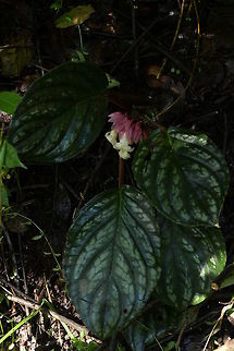 Drymonia turrialvae, Gesneriaceae Plant of Drymonia turrialvae growing close to Montezuma Rain Forest lodge, in Tatam&aacute; National Park, Colombia. The plant was in heavy shade in a wet and cool cloud forest environment near 1,360 m altitude.

Flower close up is https://www.jungledragon.com/image/74780/drymonia_turrialvae.html Colombia,Drymonia turrialvae,Fall,Geotagged,Gesneriaceae,Montezuma
