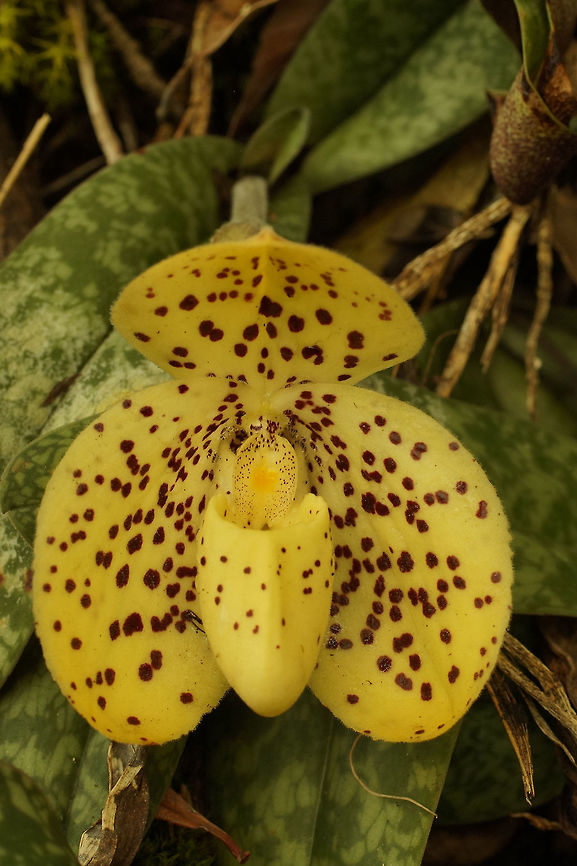 Paphiopedilum wenshanense, Orchidaceae Before the publication of Paphiopedilum wenshanense in 2000, this species was considered to be a naturally occurring hybrid. The putative parents were suggested as being Paph. concolor and Paph. bellatulum.<br />
<br />
Having seen a small population of plants in situ when they were in bloom in May 2016, I&#039;ve concluded that Paph. wenshanense is a highly variable species in both flower form and colour pattern. There was no evidence of Paph. concolor nor Paph. bellatulum in this area.<br />
<br />
The plants were growing on a limestone mountain at around 1,500 m in Yunnan. This was the dry season and the nearby moss on the limestone was dry.<br />
<br />
Colour varied from white to pale yellow or dark yellow with mostly bold spots.  Of the couple of dozen plants that we saw there was only one twin-flowered inflorescence. All the others were single-flowered.<br />
<br />
This one has a good rounded form, a deep yellow flower with bold markings on the dorsal and petals. China,Paphiopedilum wenshanense,lady's slipper,limestone