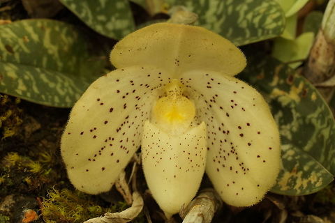 Paphiopedilum wenshanense, Orchidaceae This white form with small speckles on the petals and lip was photographed in the same area in Yunnan as https://www.jungledragon.com/image/74836/paphiopedilum_wenshanense.html

The dorsal sepal is mostly unmarked, so the markings on the flowers of this species are highly variable. As mentioned in the previous post, the colour may be white to yellow and the spots can be bold and large or fine specks.

Paph. wenshanense is reported by the World Checklist of Selected Plant Families to occur in Yunnan province in China. I have seen it in neighbouring Guizhou. As far as I know the distribution of this species does not extend into Myanmar nor Thailand. China,Paphiopedilum wenshanense,lady's slipper,limestone rocks